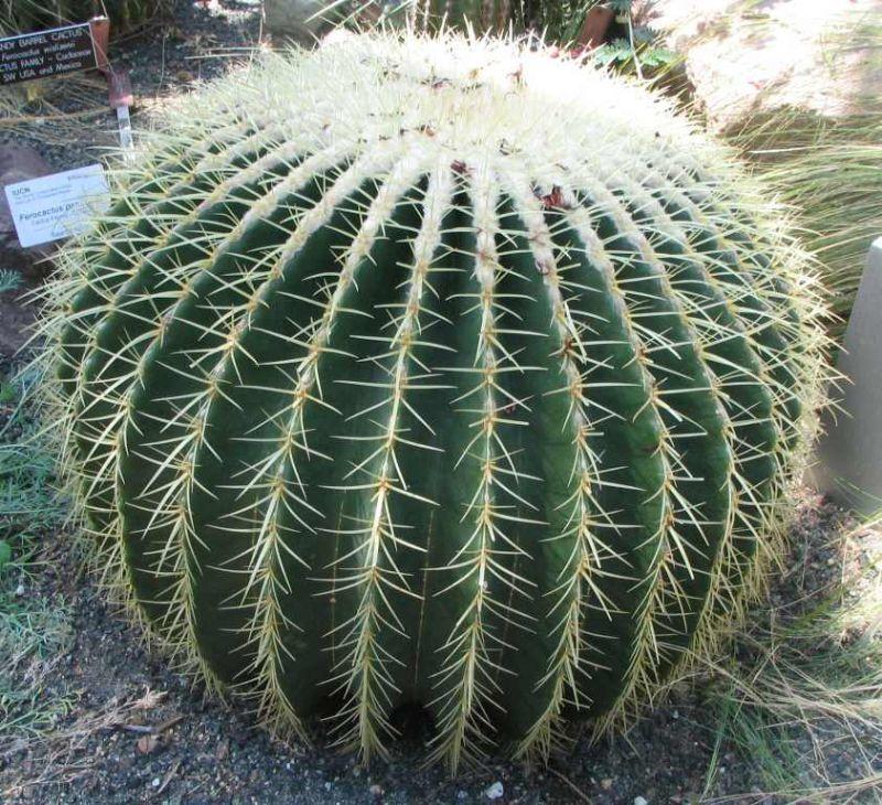 Echinocactus_grusonii_-_golden_barrel_cactus_-_status-endangered.jpg