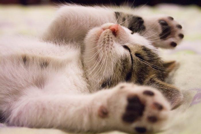 eine-kleine-schlafende-weiße-katze-mit-einer-pinken-nase-und-langen-weißen-schnurrhaaren-und-grauen-ohren-schöne-katzenbilder-kostenlos-herunterladen.jpeg