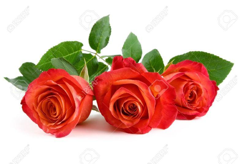 11976537-drei-atemberaubende-rote-rosen-mit-blättern-liegend-auf-weißem-hintergrund.jpg