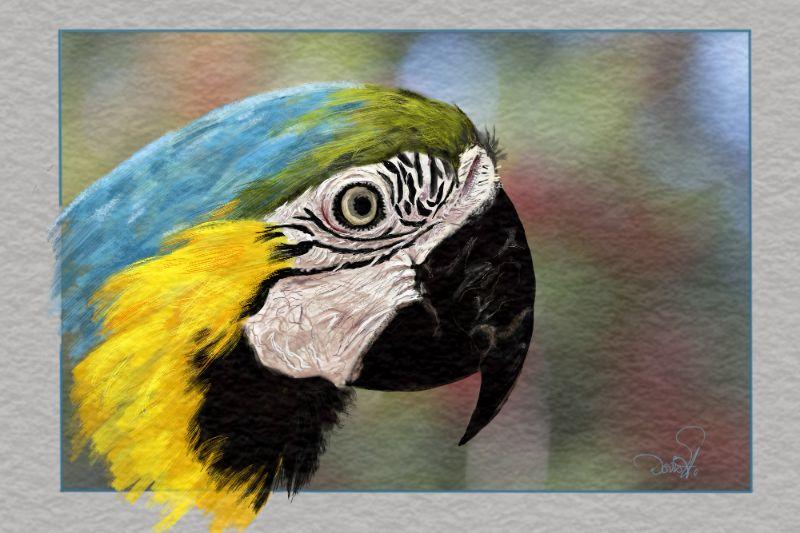 Papagei (2000x1333).jpg