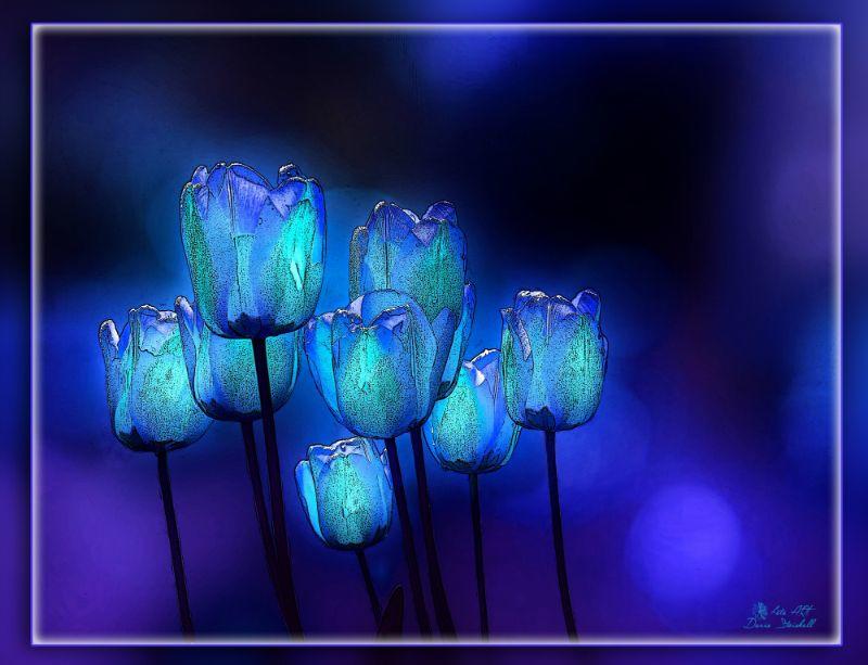 Blaue Tulpen.jpg