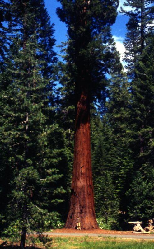 Vor-einem-Sequoia-Baum-k.jpg