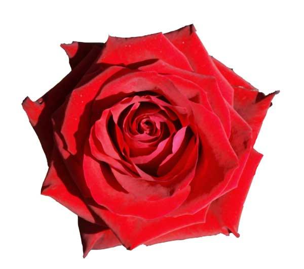 Rose600x532.jpg