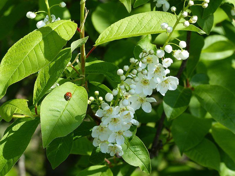 Blüte weiß mit Käfer1.jpg