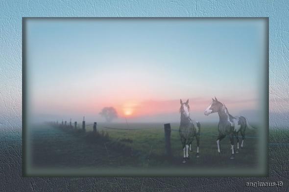 pferde auf der weide im nebel.jpg