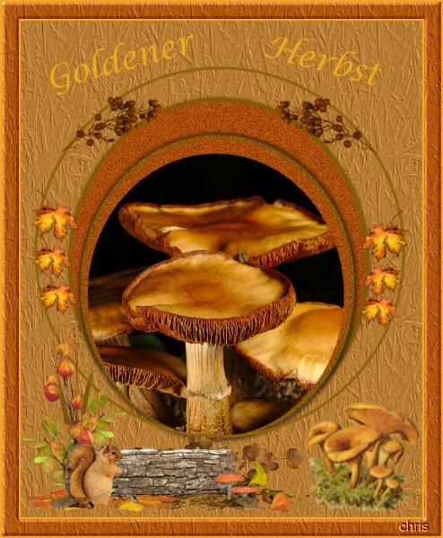Goldener Herbst-Pilze.jpg