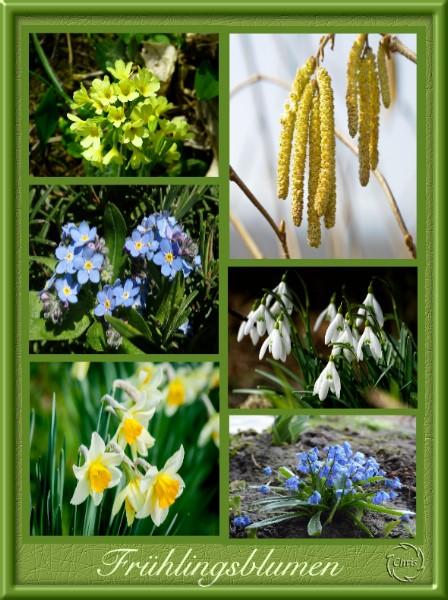 Collage Frühlingsblumen.jpg