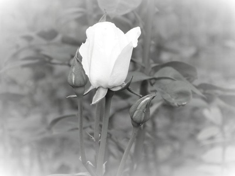 Weisse Rose 01-1.jpg