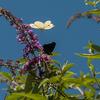 Kohlweissling im Anflug auf einen Schwarzen Schmetterling DSC_3380.jpg