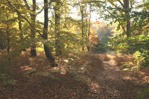 Herbstwald3 Kopie.jpg