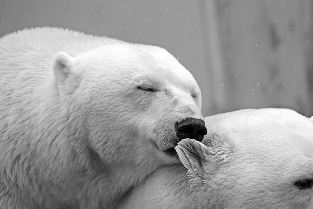 polar-bear-g181b0cd93_640.jpg