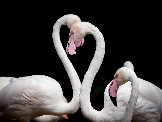 flamingos-g7dbc82450_640.jpg