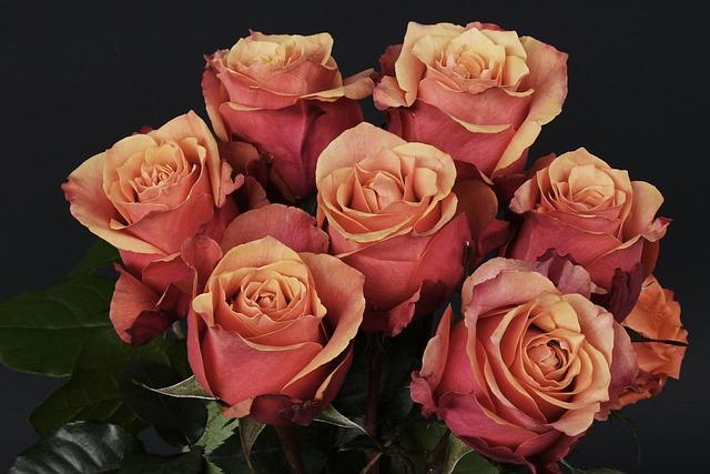 roses-1706445_640.jpg