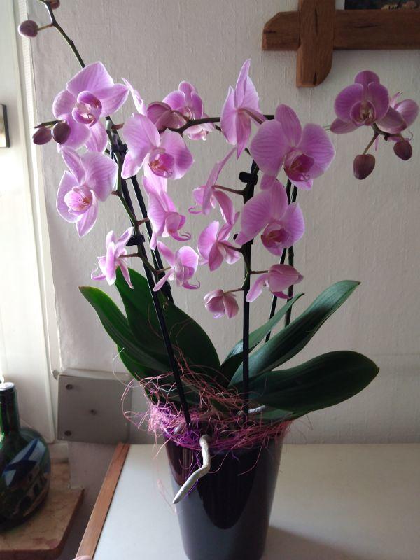 0 Orchidee.jpg