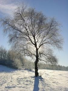 winter-birch-1252879.jpg