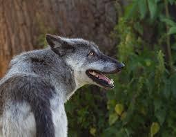 Bildergebnis für kanadischer wolf pixabay