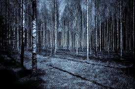 Wald Nacht Dunkel - Kostenloses Foto auf Pixabay